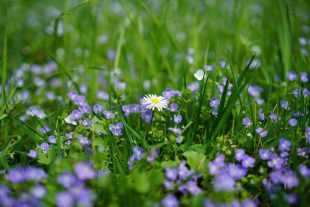 Individuelle Rezepturen Naturheilkunde